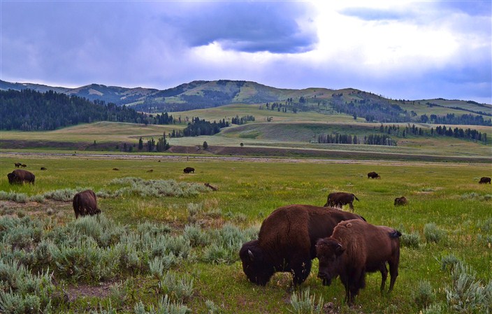 Yellowstone, where the buffalo roam...